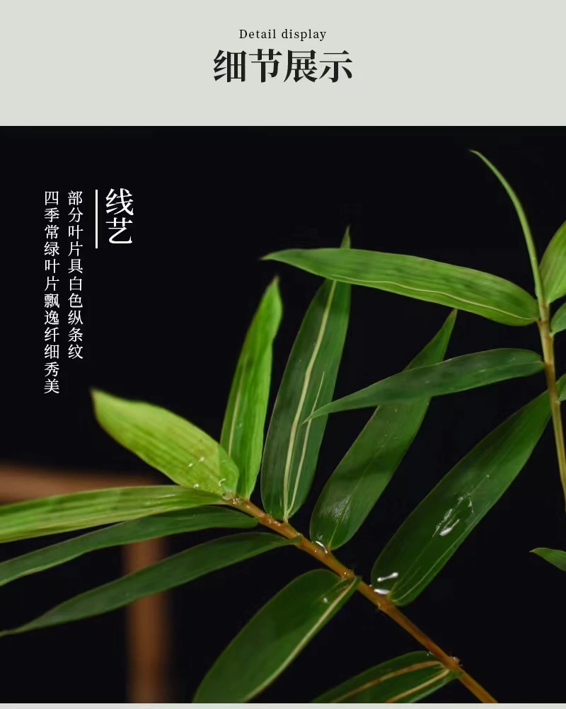 一物一拍    红观音竹红竹网红竹米竹