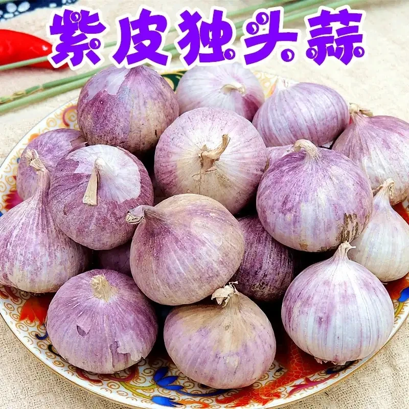 【湿蒜#干蒜】云南紫皮独蒜头独头蒜5斤1斤新鲜独头大蒜头饱满挑选
