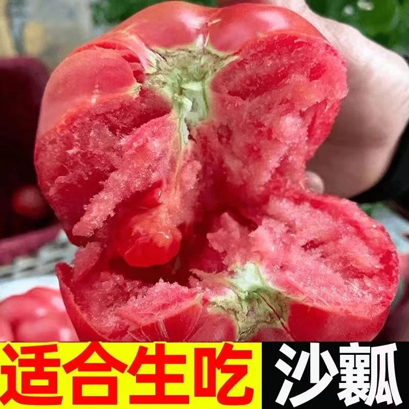 宁夏露天西红柿当季老品种新鲜自然熟水果番茄生吃沙瓤番茄5