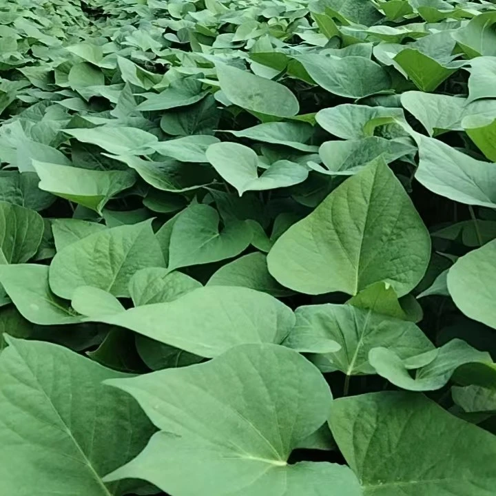 当季新鲜野菜地瓜尖叶地瓜叶