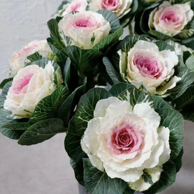 多头玫瑰甘蓝羽衣甘蓝盆栽地栽阳台庭院种植冬季耐寒观叶植物