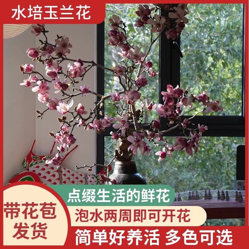 水培玉兰鲜切枝花玉兰紫玉兰玉兰鲜切花干枝腊梅带花苞室内水养