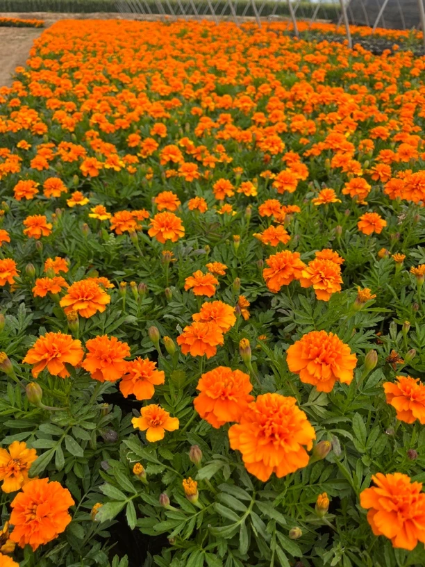 孔雀草庭院花卉耐热植物