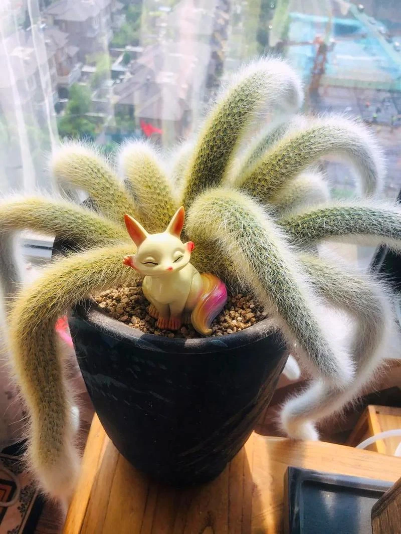 【左左的花园】九尾狐多肉植物一物一拍