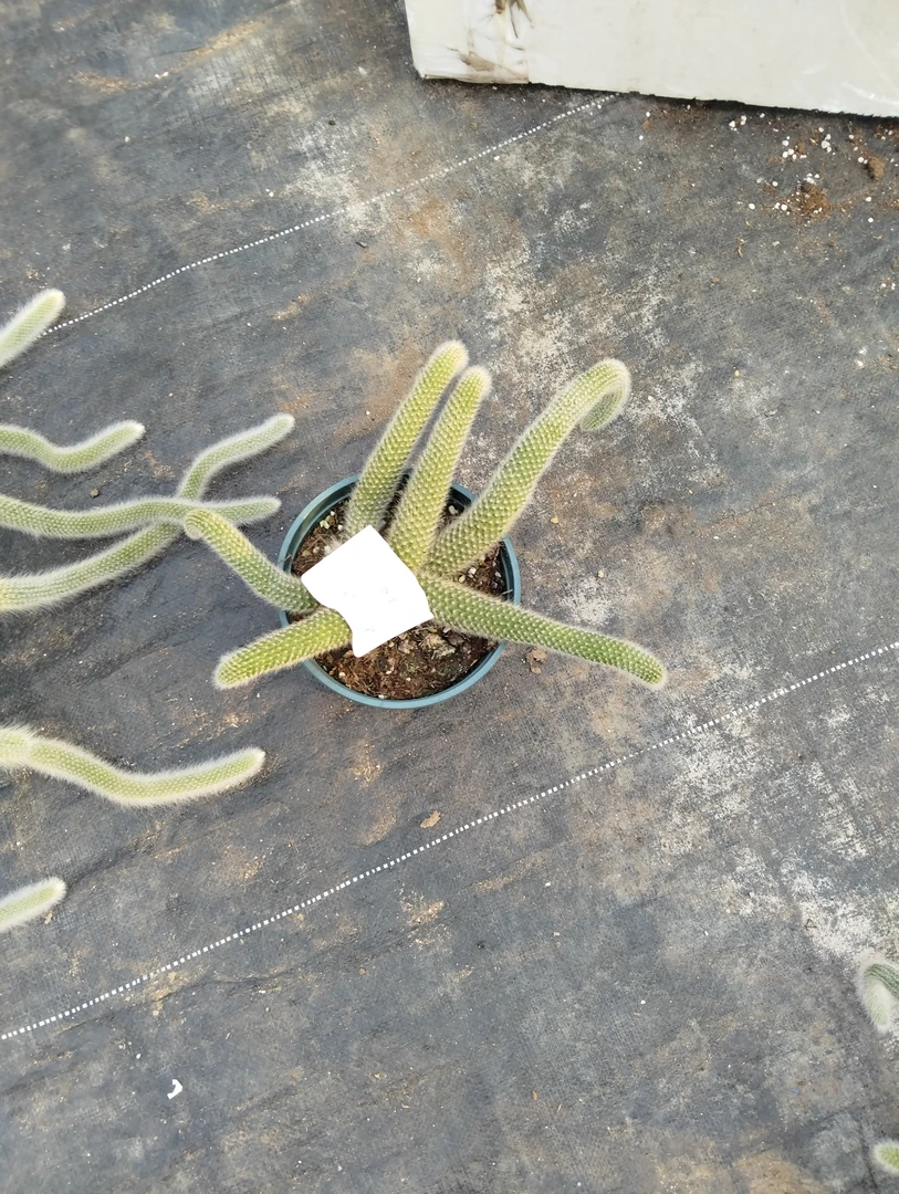 九尾狐多肉植物（无售后）