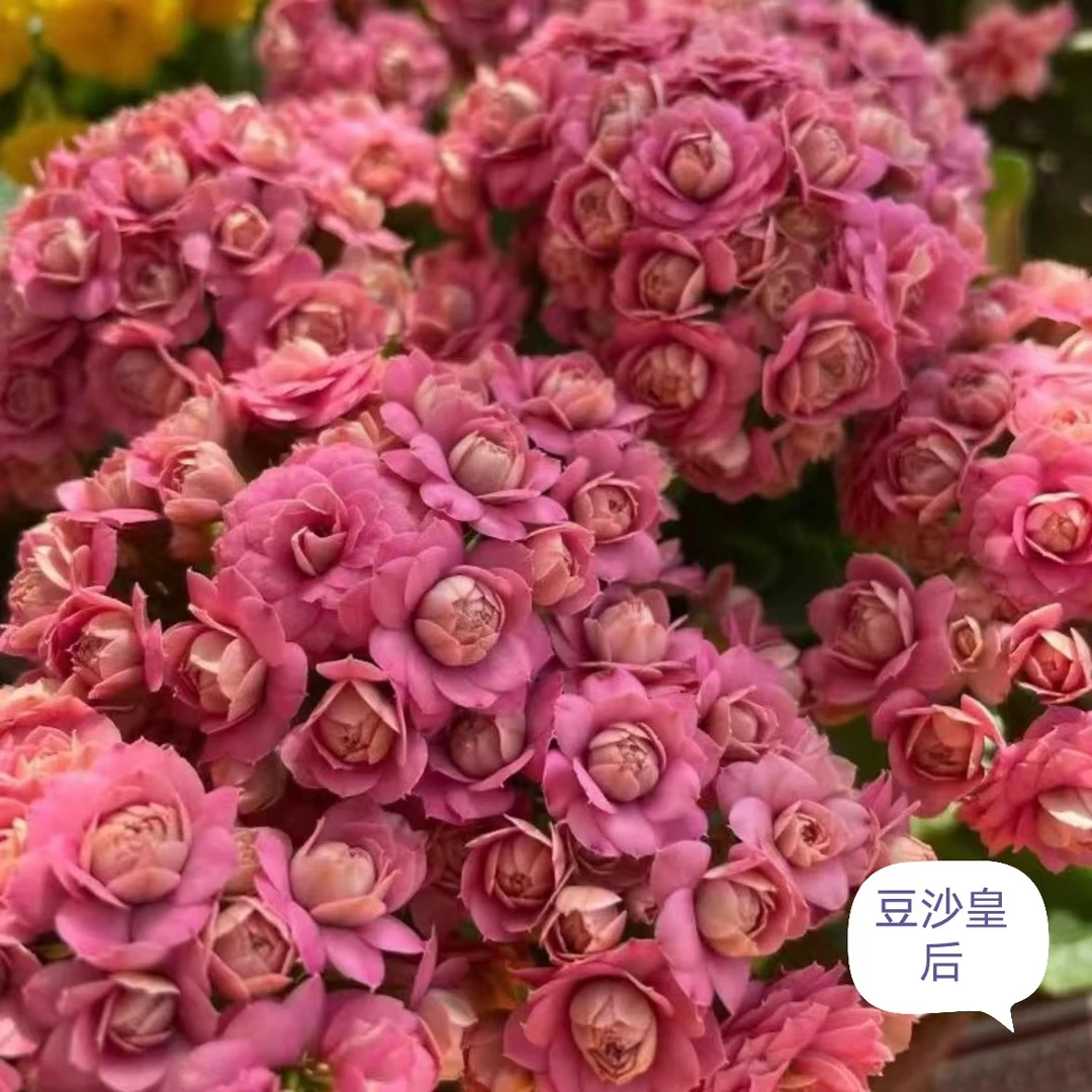 无品牌【皇后】A110规格长寿花