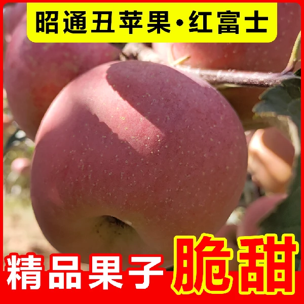 2正宗昭通丑苹果5/9斤净重脆甜冰糖心苹果当季新鲜水果产地直发
