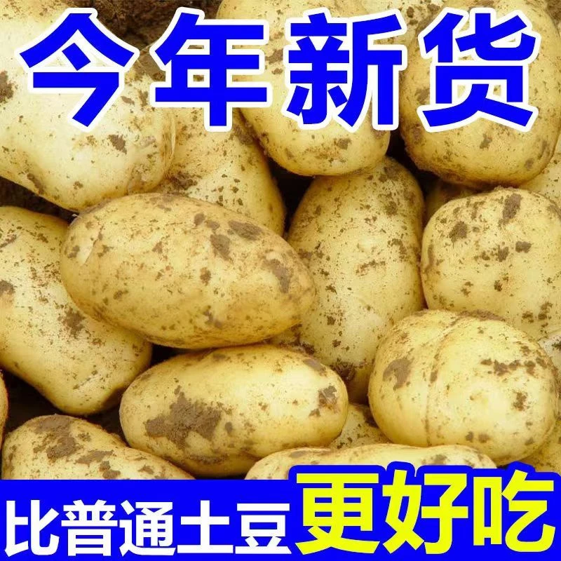 【今年新土豆现挖现发】云南新鲜土豆农家自种迷你小土豆9/斤包邮