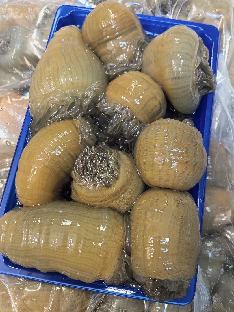 台州东海海鲜大沙蒜海葵新鲜鲜活发货2斤顺丰