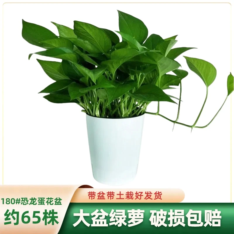大牛恐龙大叶蛋绿萝盆栽室内客厅酒店植物吸甲醛净化空气基地长藤