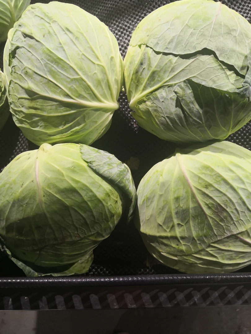 莲花白（包菜）1100g