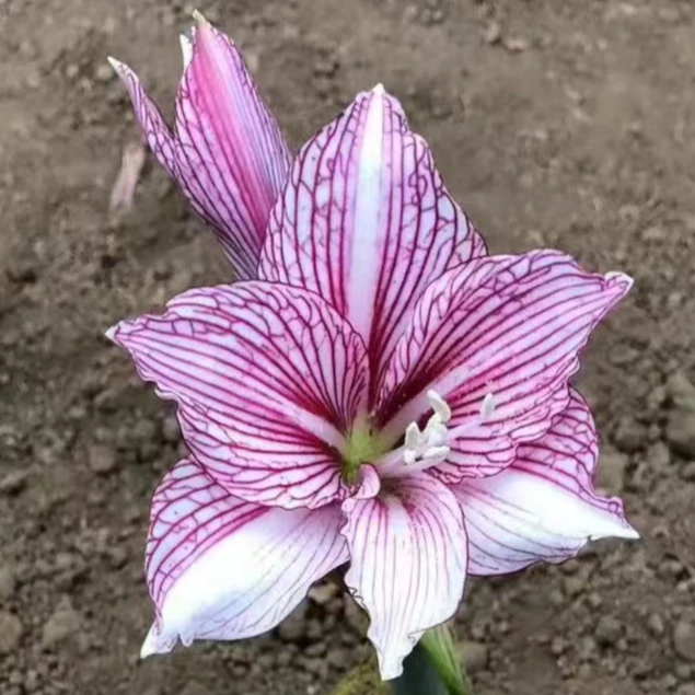 绿植  白肋杂交半城烟雨  粉紫色网纹， 叶子宽短，1厘米左右侧球