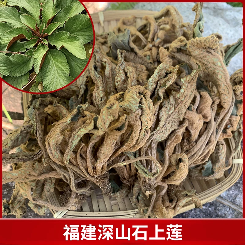 福建高山石上莲新鲜500 克/1500 克软肝草干糖草