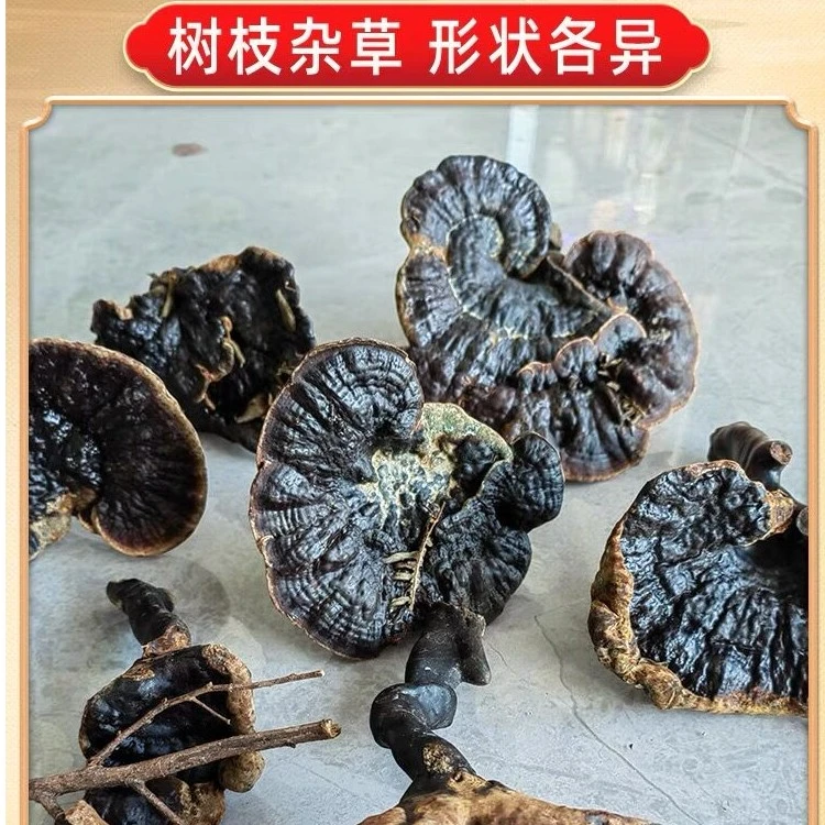 老树菌福建深山特产250克包邮