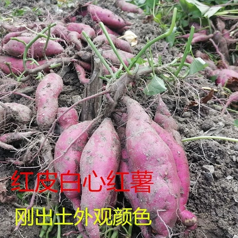阿勇走乡串户农家高山红薯