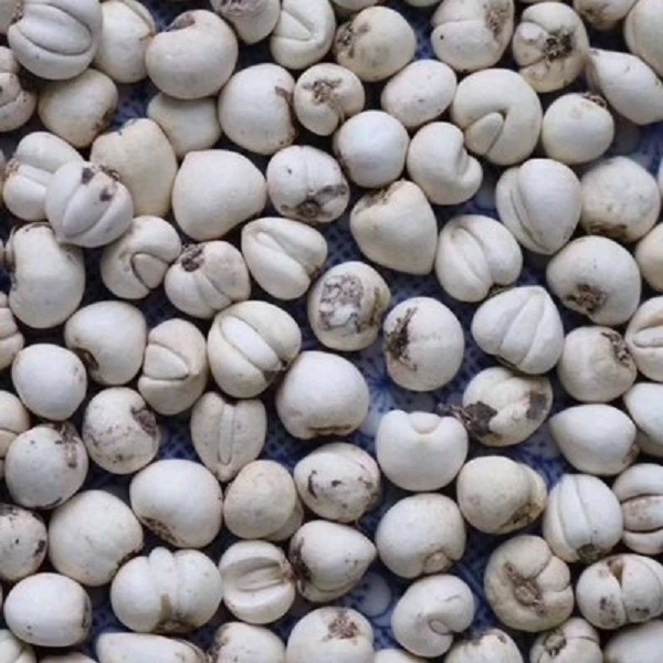 【臭带货】云南下山川贝母--可搭配大枣雪梨煲汤