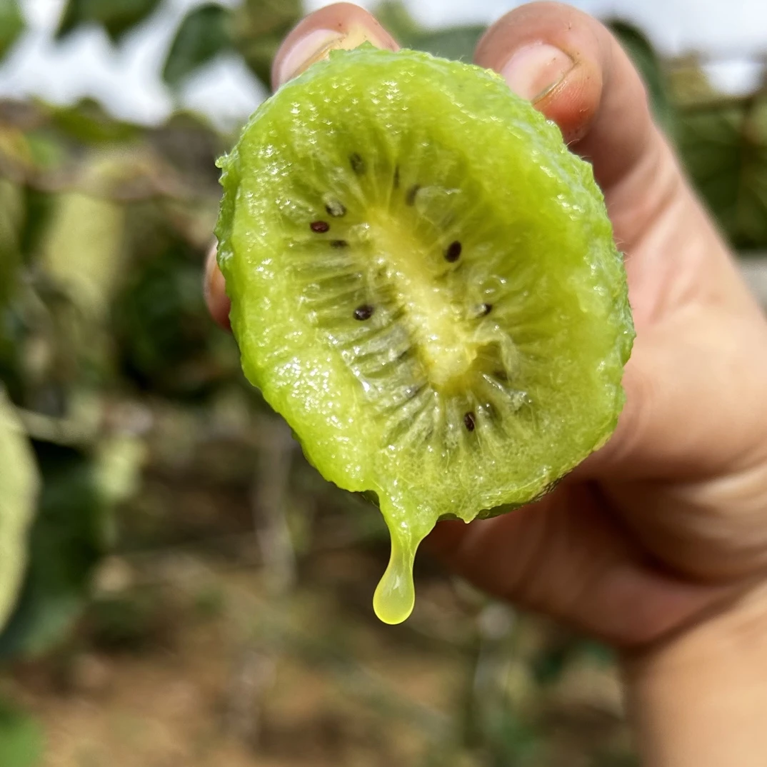 兔子果缘陕西眉县翠香即食猕猴桃家庭装香甜老人孩子孕妇都爱吃