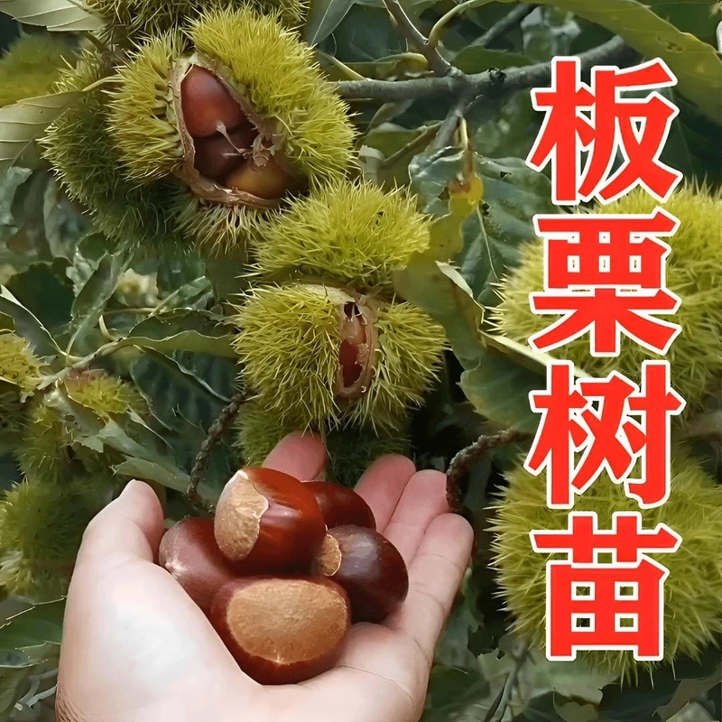 大红袍板栗树苗南北方种植 栗子果树苗当年结果 王中王嫁接板栗苗