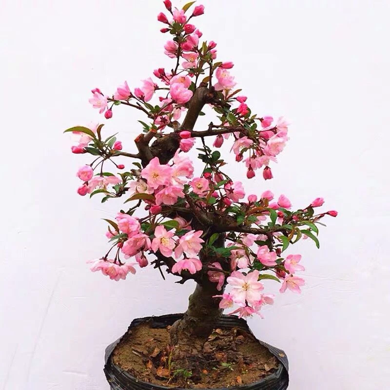 高档花卉 垂丝海棠花盆景 阳台庭院盆栽植物