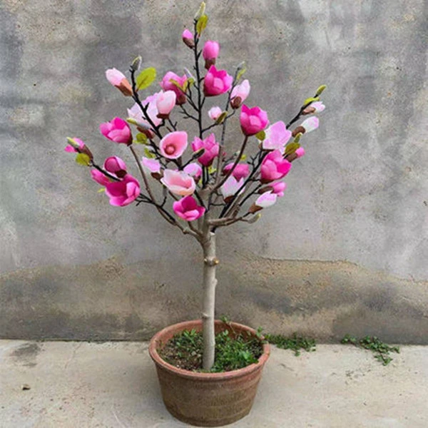 名贵花卉 玉兰花盆栽 带花苞发货  紫玉兰阳台庭院花卉植物