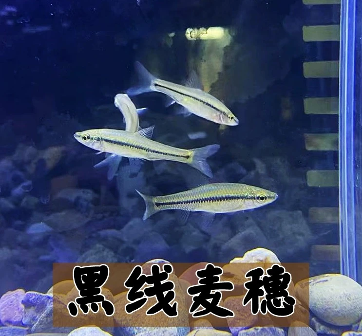 黑线麦穗鱼冷水鱼好养无需加热群游鱼观赏鱼淡水鱼新手鱼溪流包邮
