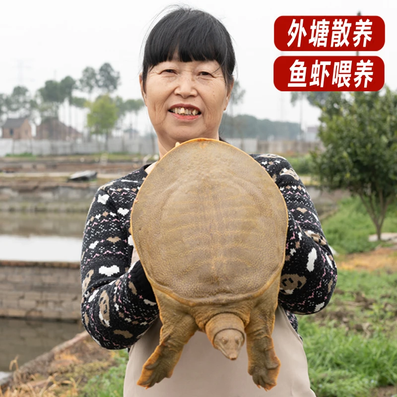 【顺丰】外塘大甲鱼嘉兴青黄中华老鳖鲜活体优质王八水产原生态