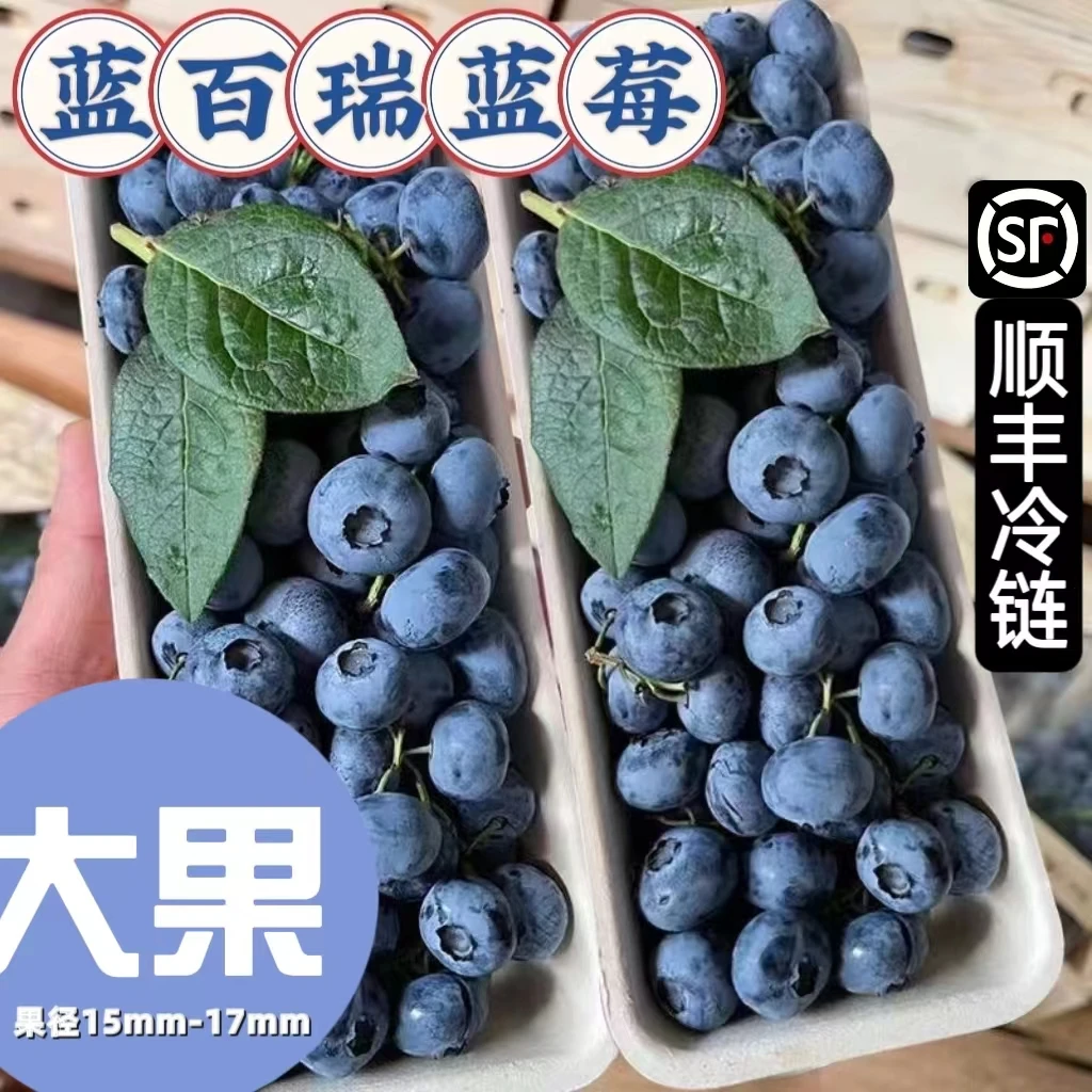 蓝百瑞蓝莓大果15mm+基地现摘125克每盒现摘现发花香头茬蓝莓