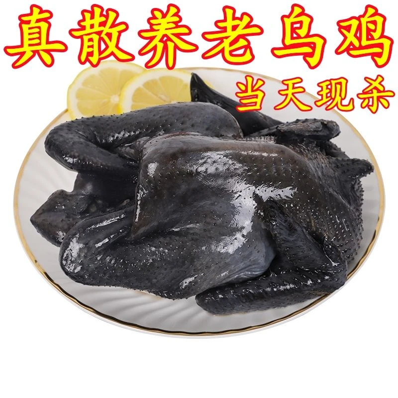新鲜农家散养乌鸡炖汤老乌鸡活鸡现杀乌骨鸡乌鸡整只老母鸡土鸡