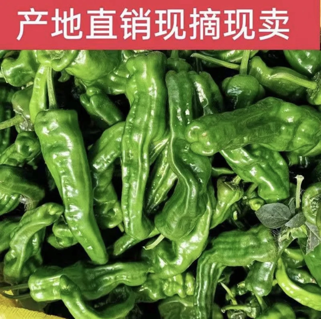 山东薄皮青皮 虎皮辣椒 微辣不辣 产地现摘现发