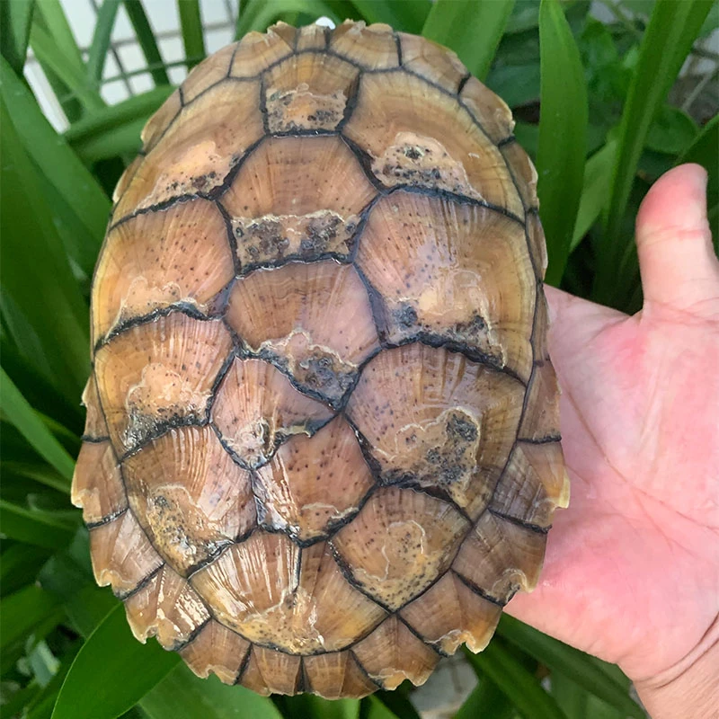 巴西龟焦糖基因深水半水偏陆互动杂食天使眼呆萌笑脸杂食爬宠乌龟