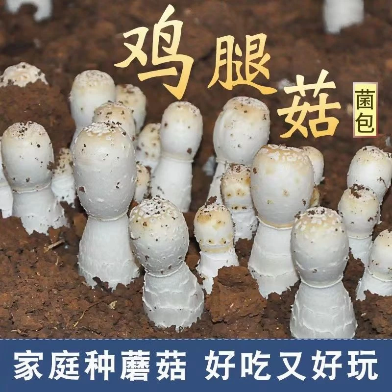 鸡腿菇菌包包出菇菌包 土培蘑菇种子食用菌种菇种 家庭蘑菇种植包