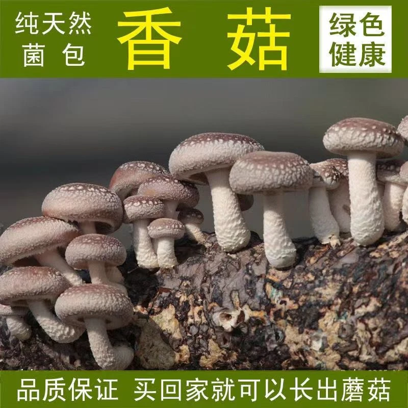 【香菇大菌包】香菇菌包蘑菇菌包菌种木头室内阳台花卉种植包家庭