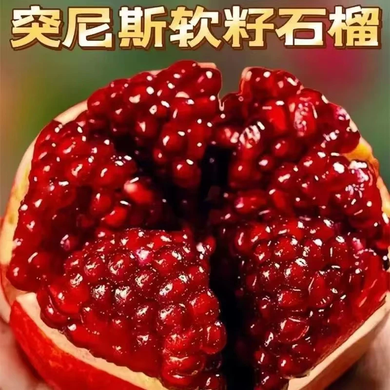 四川会理突尼斯软籽石榴4.5-8斤当季新鲜水果现摘现发坏果包赔