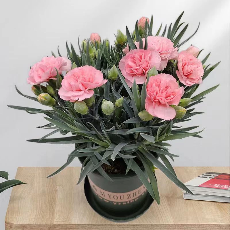 康乃馨盆栽花苗室内阳台庭院花卉绿植四季开花
