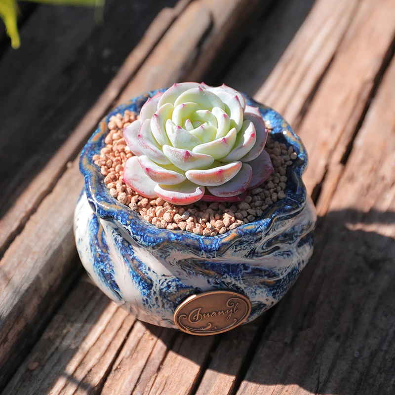 【直播链接】128精品一物一拍多肉植物满29包邮（除新疆、西藏）