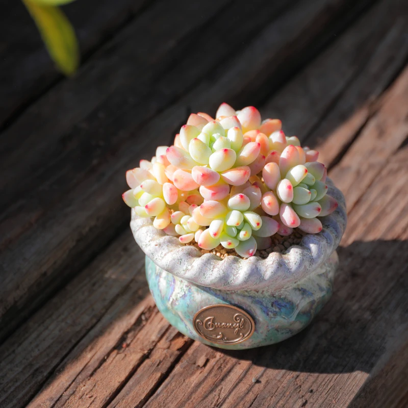 【直播链接】264 精品一物一拍多肉植物满29包邮（除新疆、西藏）