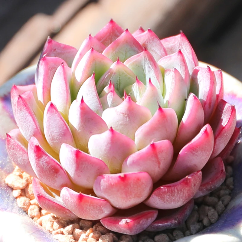 【直播链接】043 精品一物一拍多肉植物满29包邮（除新疆、西藏）