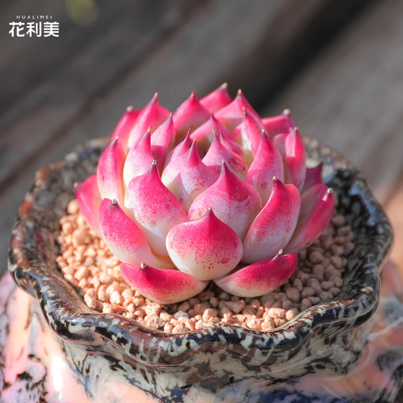 【直播链接】210精品一物一拍多肉植物满29包邮（除新疆、西藏）