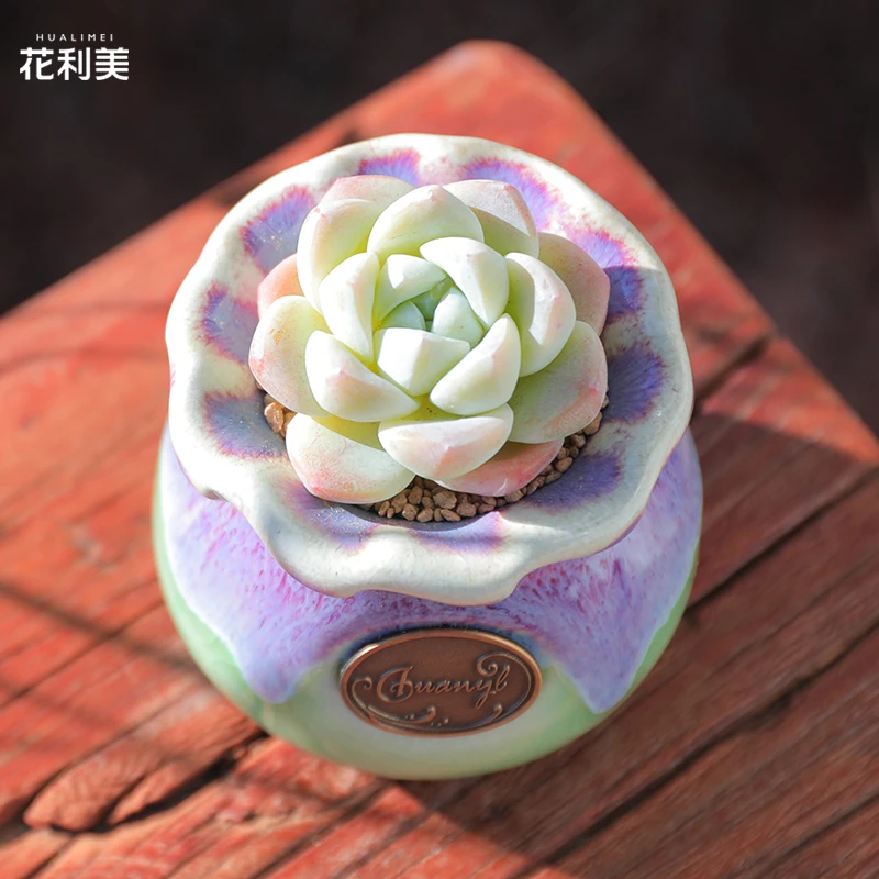 【直播链接】187精品一物一拍多肉植物满29包邮（除新疆、西藏）