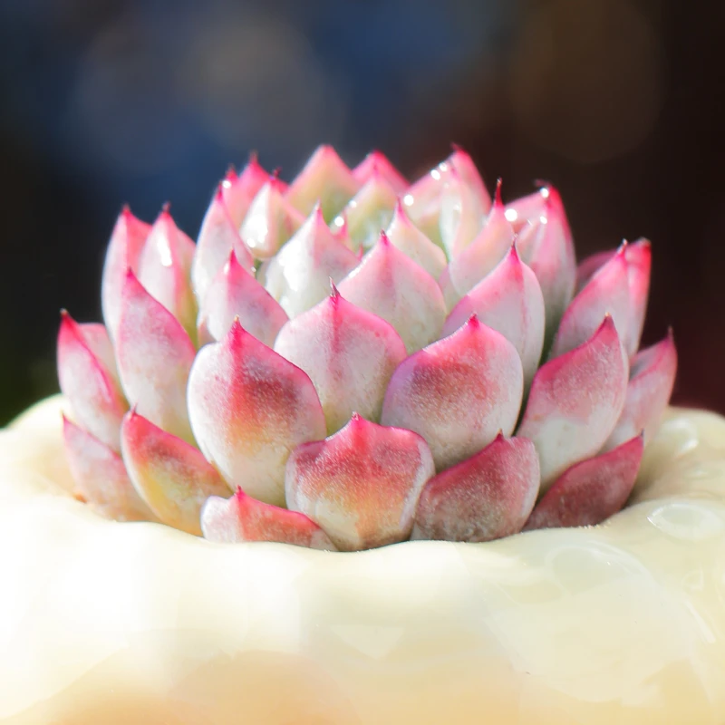 【直播链接】258 精品一物一拍多肉植物满29包邮（除新疆、西藏）