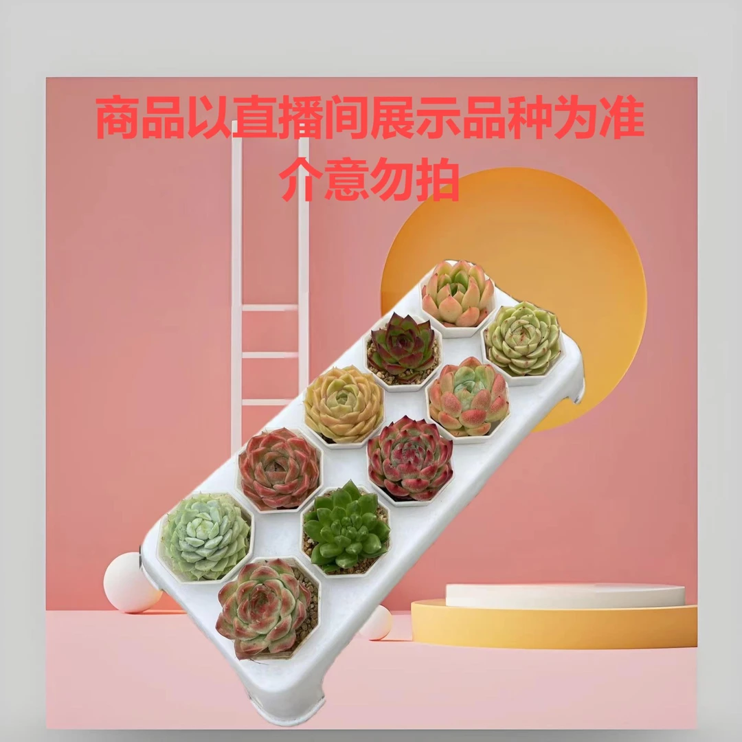 10颗精品多肉套餐 小八角盆套餐组合盆栽3cm左右冠幅 嫌小勿拍