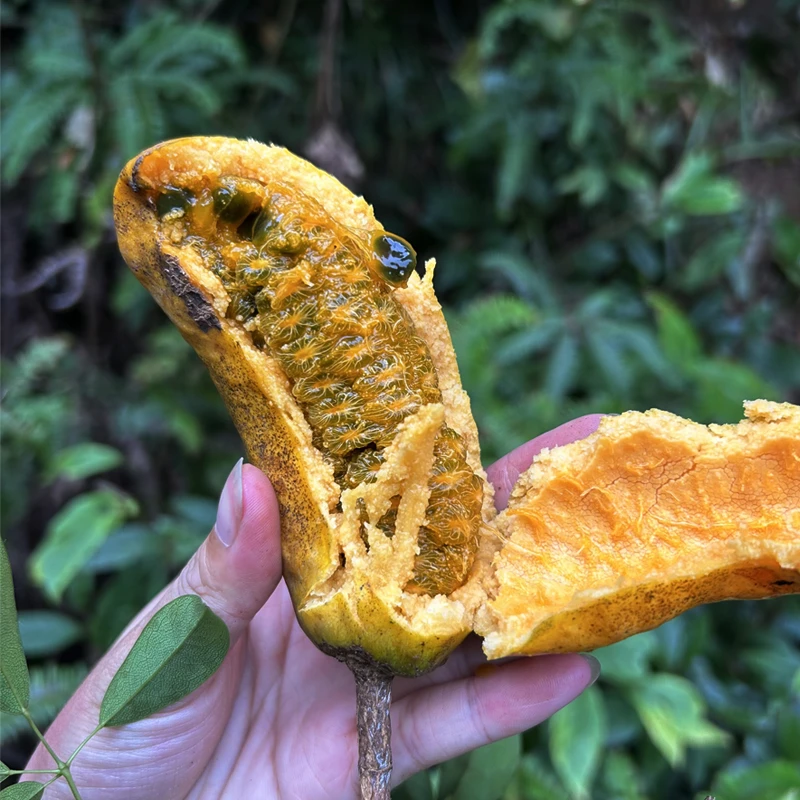赣南九月黄拿藤包八月瓜木通果根茎新鲜采摘发货
