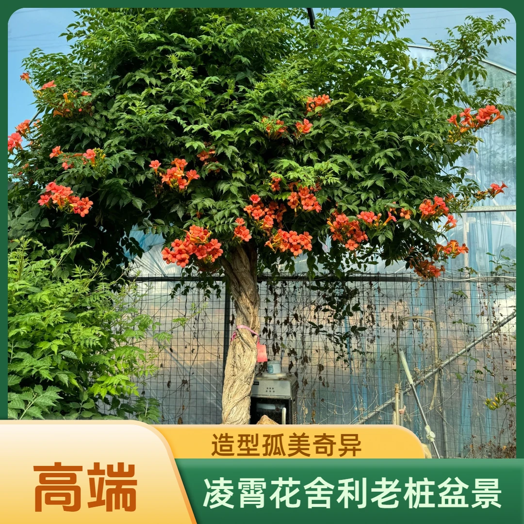 17-21公分凌霄花舍利老桩盆景造型孤美奇异耐寒耐热观赏老盆口