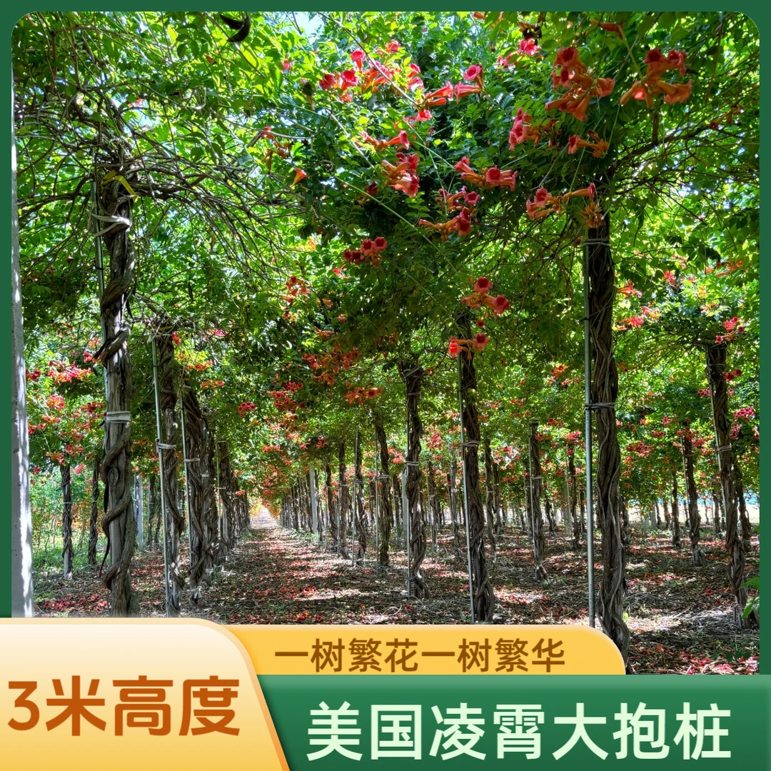 抱桩美国凌霄爬藤攀援花卉耐寒耐热庭院景区别墅高端园艺用苗