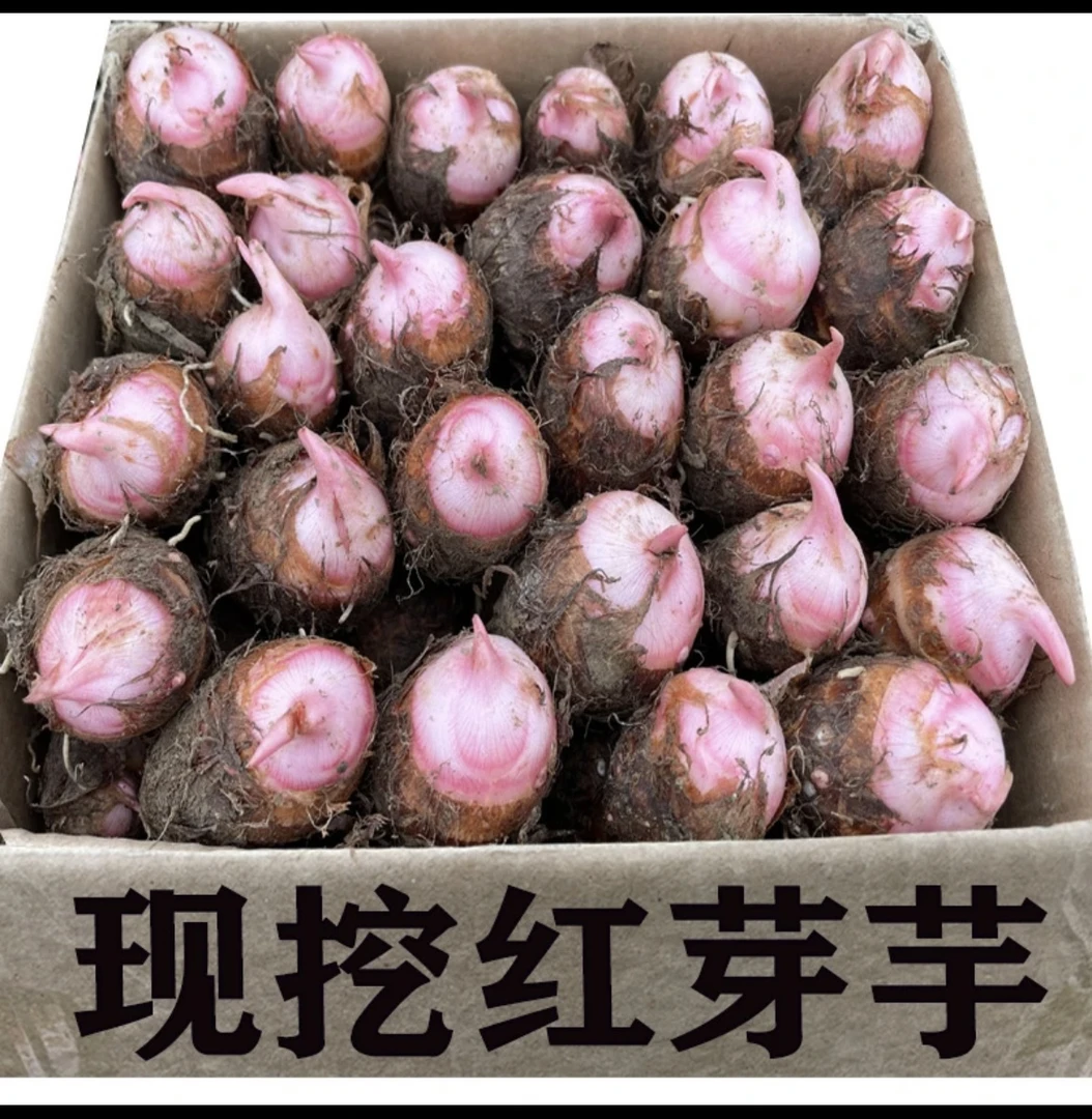 江西新余农家特产红芽芋头