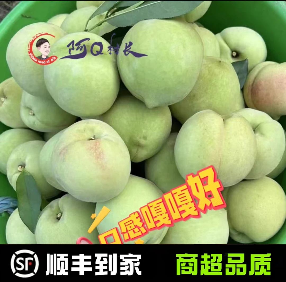 湖北脆密青桃新鲜应季水果5斤装（顺丰到家）