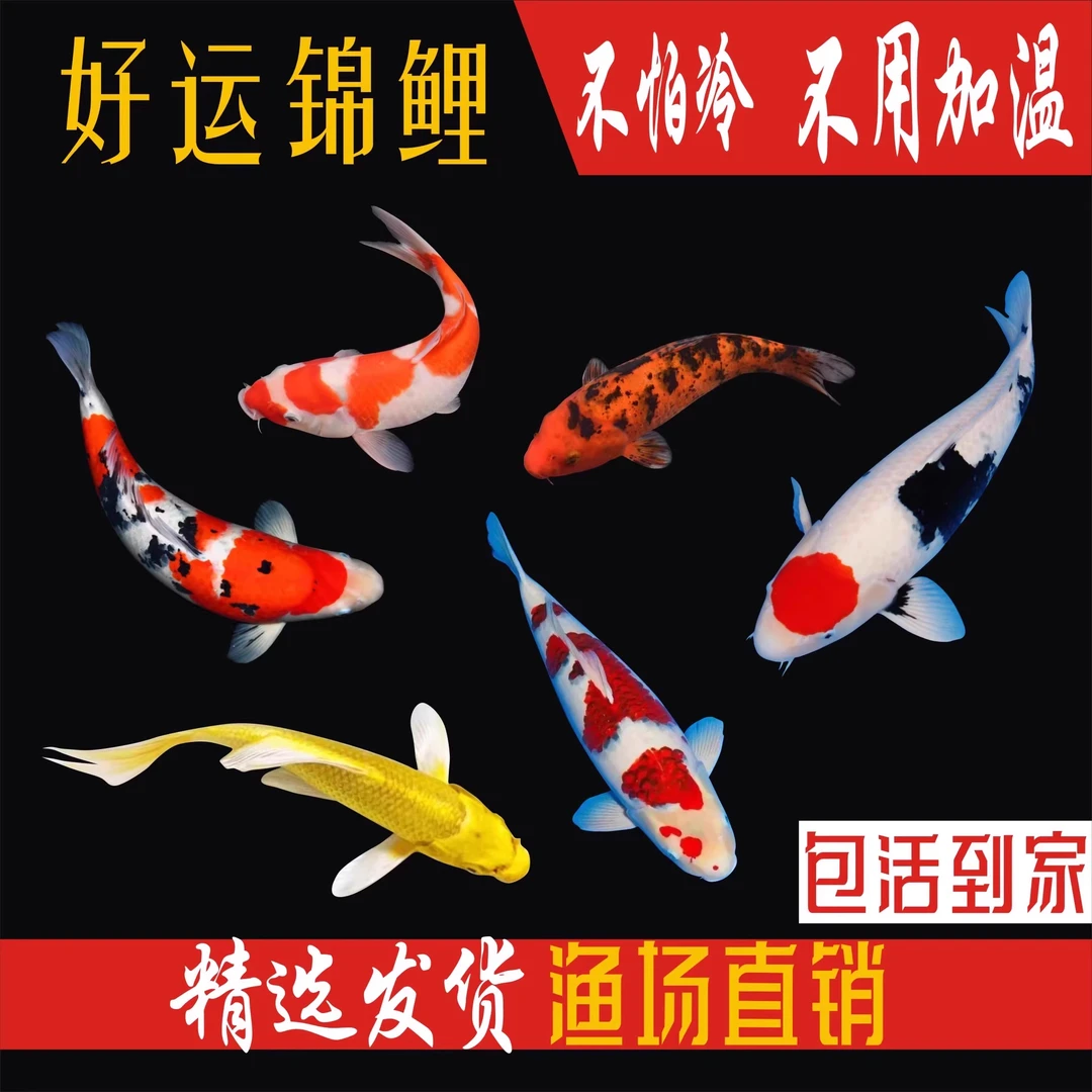 七方来财13-16cm7条好养冷水耐活锦鲤淡水观赏鱼长尾龙凤蝴蝶鲤