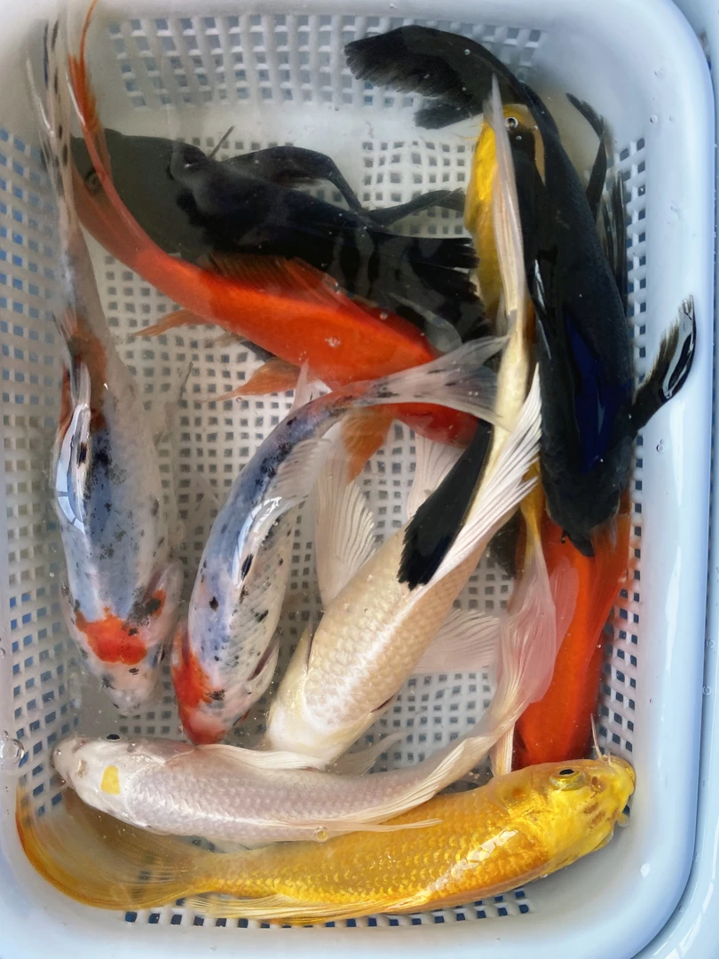 【2红2白2黑2黄2花】10-13cm10条冷水耐活好养锦鲤观赏鱼长尾蝴蝶鲤