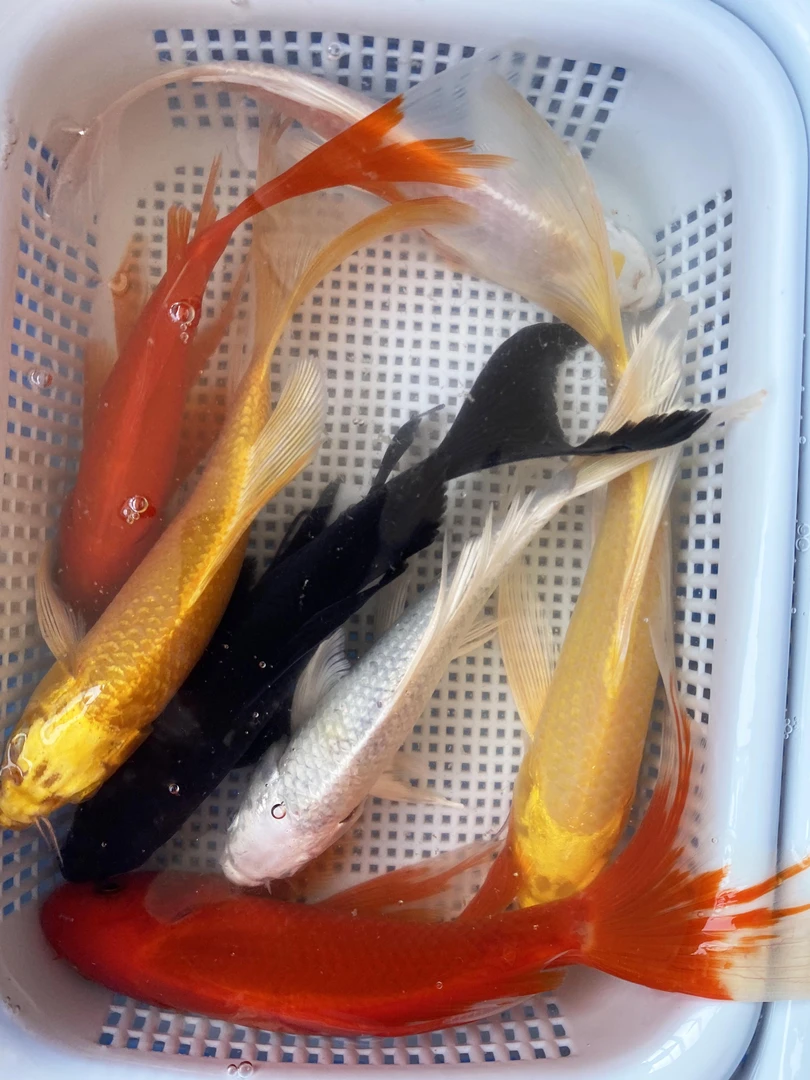 【2红2黄2白1黑】10-12厘米好养冷水耐活锦鲤淡水观赏鱼金鱼蝴蝶鲤