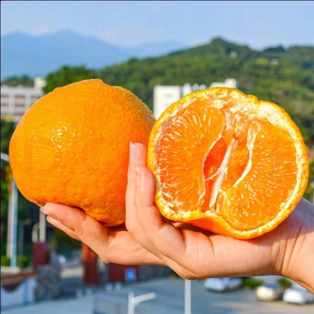 【开工大吉】精品四川春见耙耙柑 丑橘 香甜爆汁 颗粒饱满 果园直达